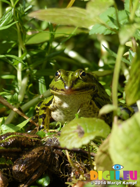 FZ008356 Marsh frogs (Pelophylax ridibundus) in foliage